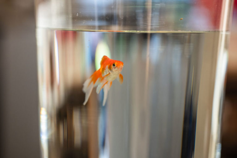 optique ledoux 032 768x512